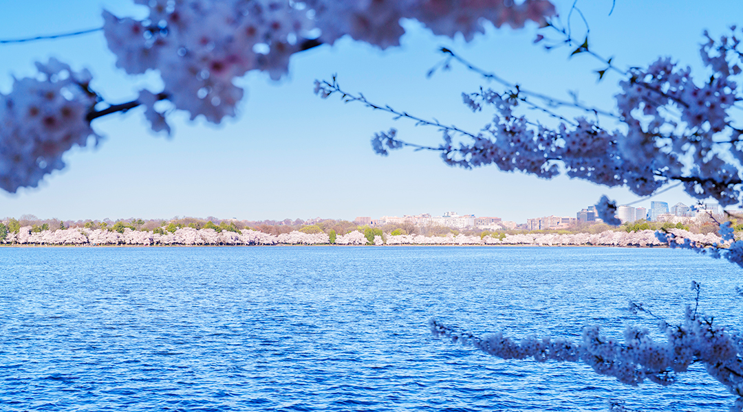 Tidal Basin